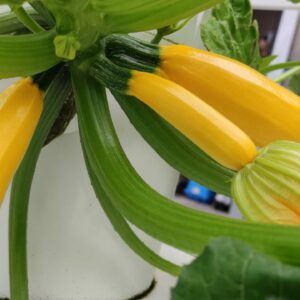 courgettes jaunes culina hortus