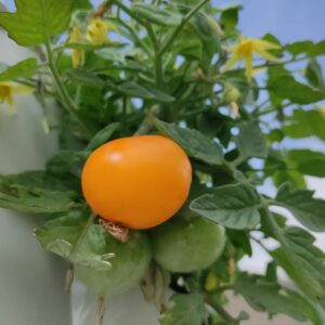 tomate cerise culina hortus